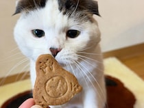 かわいいクッキーに目がないいなほです。もうちょっと眺めていたい……。