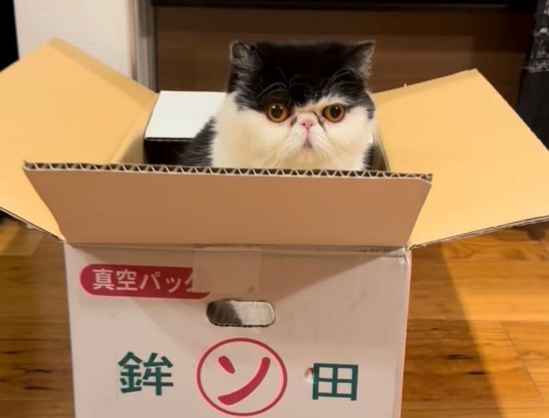 おちょこ流、段ボール箱の儀式をチラ見せ。