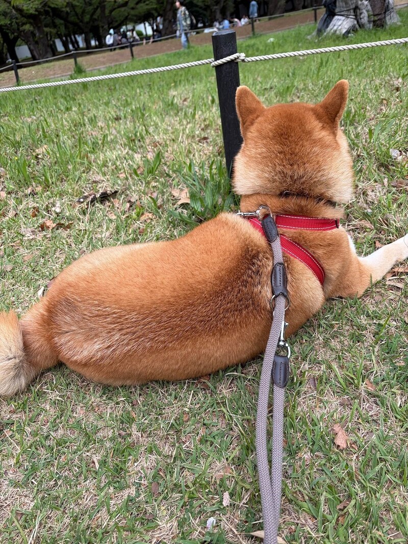 新しいお友だちができました。珍しく走っています！