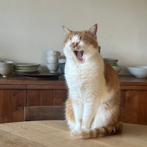 web連載「料理家・ワタナベマキのねことの暮らし」は今週で最終回。見習いたくなる、距離感のさじ加減とは？