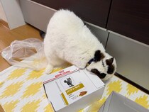 いなほです。この箱の正体はなんやと思う？
