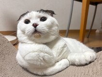 「いなほ、オレ物語。」がついに、連載5周年を迎えました。いつも見てくれてありがとうやでー！