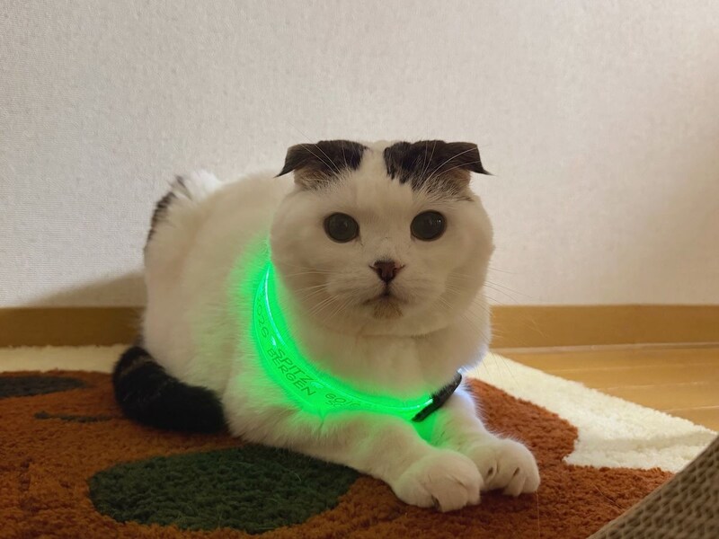 ピカピカ光るアイテムをゲット。お散歩、行こ？