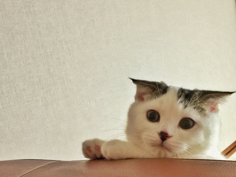 赤ちゃんのオレシリーズ。覗き込む先には?