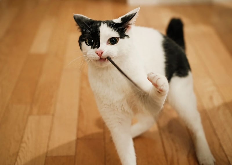 最近兄ねことしての風格がでてきたえいた。小さな怪獣時代もありました。