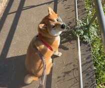 ゆっくりのんびり、それがぼくなりのお散歩なのです。
