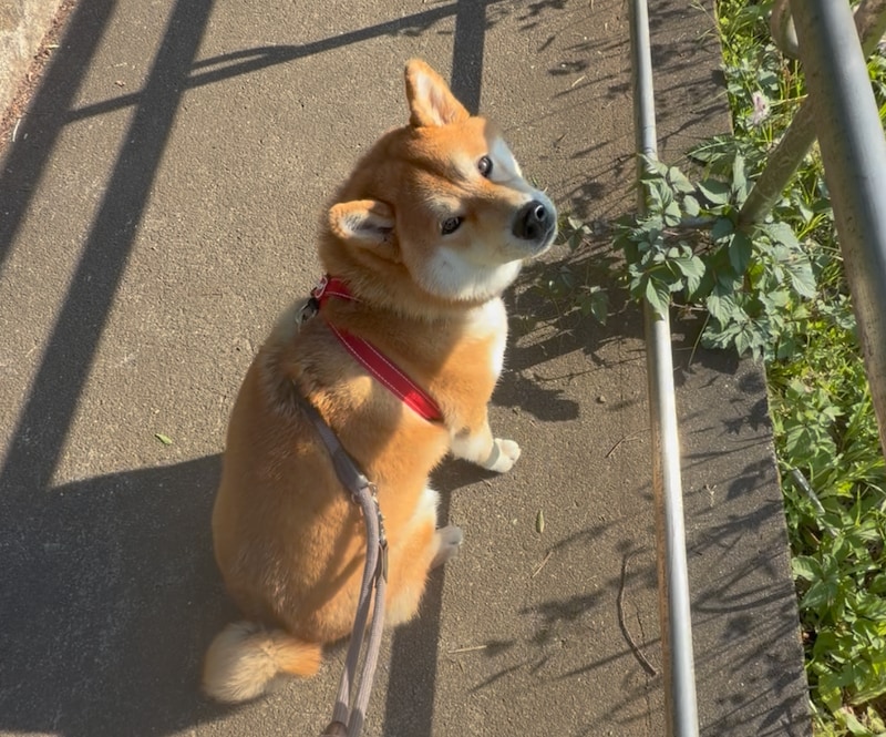 ゆっくりのんびり、それがぼくなりのお散歩なのです。
