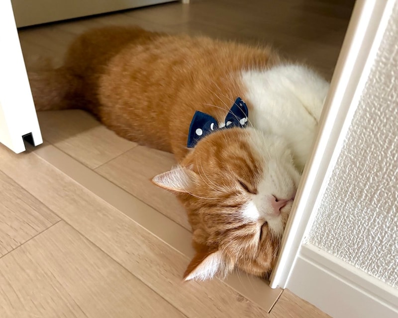 ドアを閉めるの、ちょっと待った！