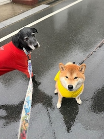 雨の日も楽しい。できればレインコートは着たくないけどね。