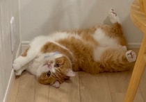 おもちゃと遊ぶときは、こうします。