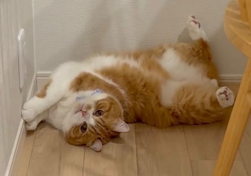 おもちゃと遊ぶときは、こうします。