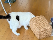 オレの日課は、ゴミ箱パトロール。きちんと分別してるか確認や！