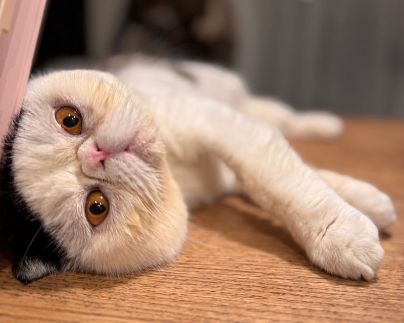 ねぇねぇ〜、そろそろかまってくれない？