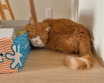 とろろです。これが、にゃん体動物の涼み方です。