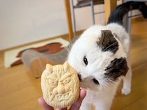 飼い主が珍しいものをもらったらしい。甘い匂いのなまはげさん？