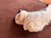 おちょこです。 むにゃむにゃ、僕はどんな夢を見てると思う？