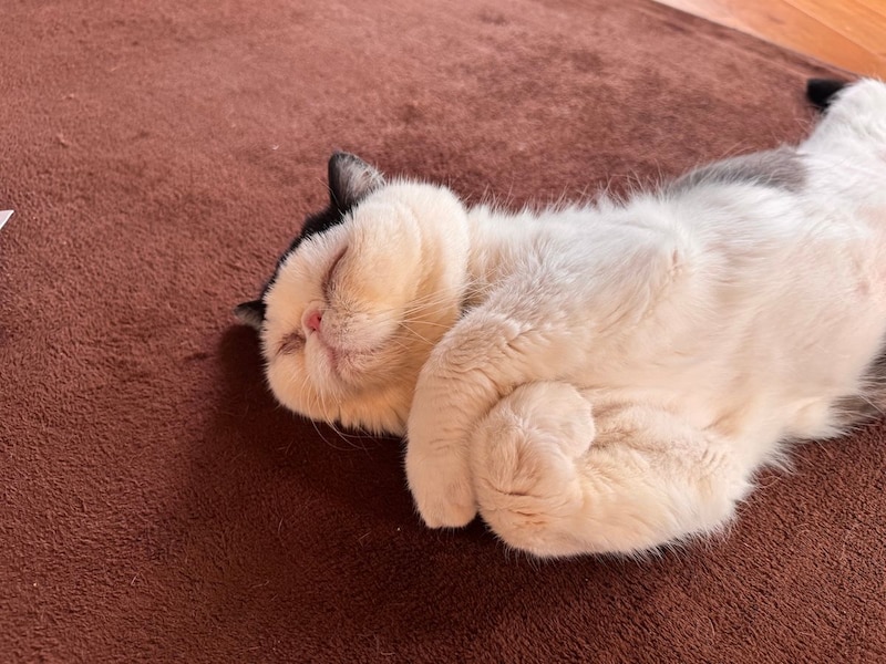 おちょこです。 むにゃむにゃ、僕はどんな夢を見てると思う？
