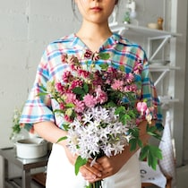 春の終わりから夏にかけてのわずかな期間、見頃を迎えるオダマキ。