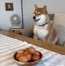 ゆで卵は好物です。あれ、いただけないのでしょうか？