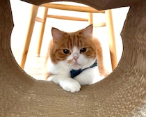 とろろです。ただ、おやつが欲しいのです。