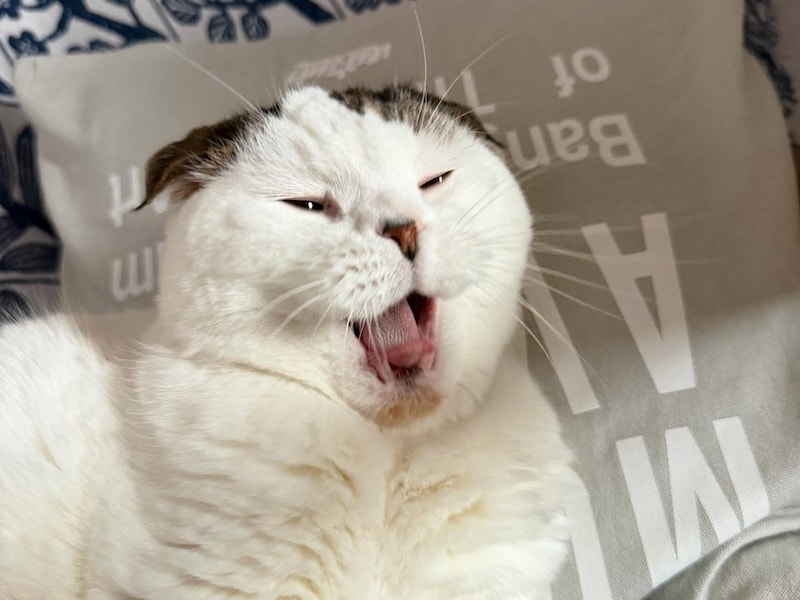 いなほです。飼い主が毎朝、オレの写真を撮ってくる。
