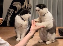 新芸をお披露目します。ご覧あれ！