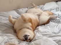 とーちゃんのベッドでヘソ天。あー気持ちいい。