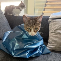 2秒でイン！  穴好きのねこ、ニウについて。モデル・デザイナー 酒井景都のエッセイ「ねことの暮らし」。