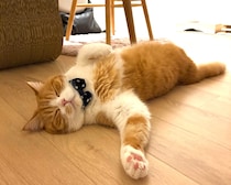暑くて、僕はもう動けません。足元にご注意を。