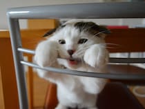 赤ちゃんのオレの、必殺ネコパンチ！