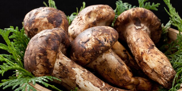 秋の味覚に潜む“危険”クマ襲撃、食中毒、法的リスクも…「きのこの日」10月15日に知っておきたい「身を守る方法」とは？