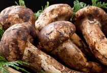 秋の味覚に潜む“危険”クマ襲撃、食中毒、法的リスクも…「きのこの日」10月15日に知っておきたい「身を守る方法」とは？