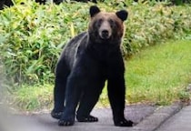 クマ被害“過去最悪ペース”の裏で…なぜ「餌付け禁止」法律に抑止力がない？　弁護士が指摘する「現行法の問題」とは