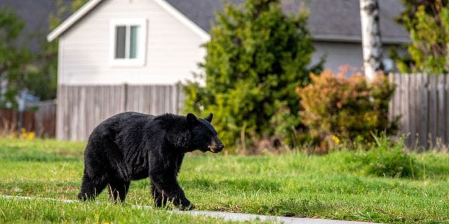 「1か月で35人がクマに…」秋田県への“自衛隊派遣”まもなく？　「県と市町村のみで対応できる範囲を超越」知事SOSの“切迫事情”