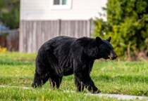 「1か月で35人がクマに…」秋田県への“自衛隊派遣”まもなく？　「県と市町村のみで対応できる範囲を超越」知事SOSの“切迫事情”