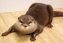 アニマルカフェ「O-157」検出、WWF覆面調査で発覚　「インバウンド」「ロケ企画」でも人気だが…野生動物の危険性“軽視”に警鐘