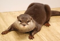 アニマルカフェ「O-157」検出、WWF覆面調査で発覚　「インバウンド」「ロケ企画」でも人気だが…野生動物の危険性“軽視”に警鐘