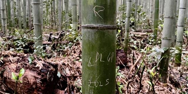 京都・嵐山「竹林の小径」350本に“落書き”被害　イニシャル、日付…“記念のつもり”でも「拘禁刑・罰金」の可能性