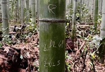 京都・嵐山「竹林の小径」350本に“落書き”被害　イニシャル、日付…“記念のつもり”でも「拘禁刑・罰金」の可能性
