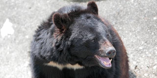 「クマが柴犬くわえ…」AIフェイク動画“投稿者”が負う「罪」の重さ　人身被害“過去最悪”の中、広がる不安に“便乗”か？【弁護士解説】