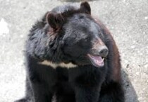 「クマが柴犬くわえ…」AIフェイク動画“投稿者”が負う「罪」の重さ　人身被害“過去最悪”の中、広がる不安に“便乗”か？【弁護士解説】