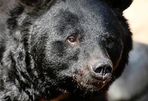 宮城・女川町“15年ぶりクマ目撃”は「AIフェイク」だった…画像提供者に“法的措置”求める声も「罪の成立は考えづらい」弁護士指摘のワケ