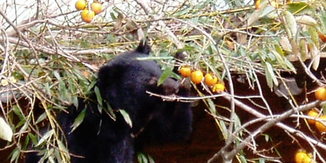 「放置柿」でクマ誘引、法的責任は? 収穫されない実が“絶好のエサ”に…12月なのに冬眠しない一因にも