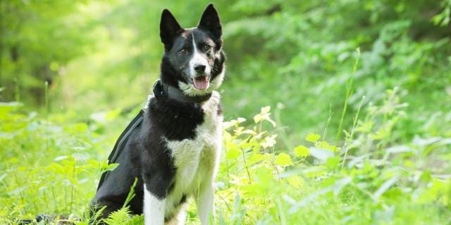 クマによる“人の居住地での人身事故”「14年連続ゼロ」の軽井沢、背景に“犬”の活躍も…他地域で「即導入」が難しいワケ