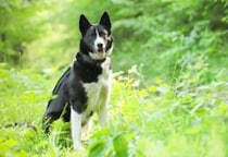 クマによる“人の居住地での人身事故”「14年連続ゼロ」の軽井沢、背景に“犬”の活躍も…他地域で「即導入」が難しいワケ