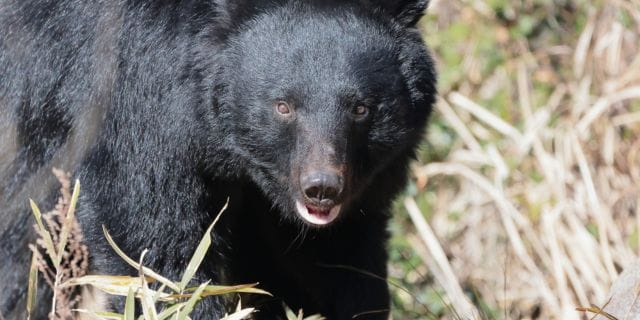 「今年の漢字」にも選ばれた「熊」なぜ突如“人間の脅威”に？   1年の騒動振り返りで検証する、元凶と対策