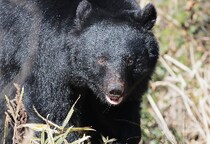 「今年の漢字」にも選ばれた「熊」なぜ突如“人間の脅威”に？   1年の騒動振り返りで検証する、元凶と対策