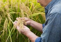 今秋、コメの価格は“下落”していく？「政府備蓄米の放出」が市場にもたらした影響とは