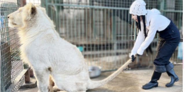 プリンセス天功「自宅でライオン飼育」原則“NG”だが…なぜ許されている？　万が一逃げた場合の「責任」とは【弁護士解説】