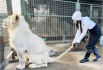 プリンセス天功「自宅でライオン飼育」原則“NG”だが…なぜ許されている？　万が一逃げた場合の「責任」とは【弁護士解説】